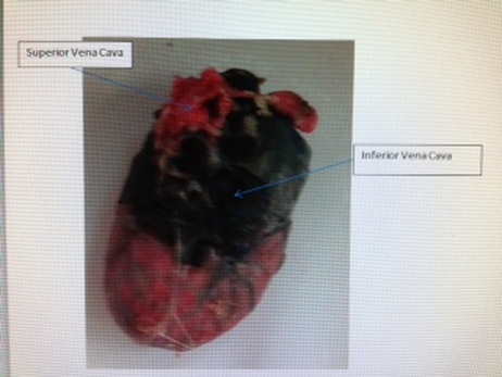 Cardiovascular System - Rat Dissection