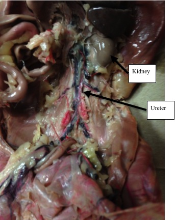 Urogenital System - Rat Dissection