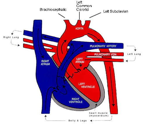 Cardiovascular System - Rat Dissection