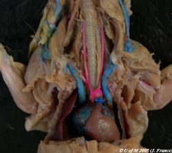 Respiratory System - Rat Dissection